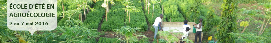 Bannière web : photo d'une ferme africaine couverte densément de plants très verts.